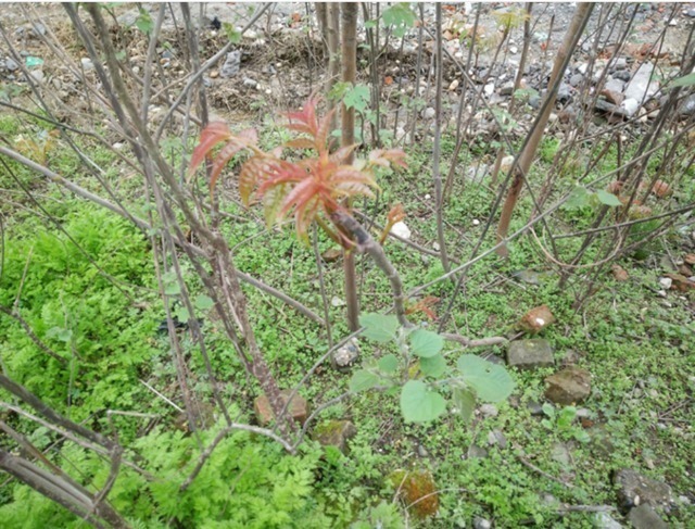 肾阳虚衰|农村人不吃的野菜。喂猪都不吃，城市人抢着买，医药价值非常的高