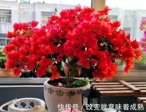 虎皮兰|3种没人要的“玩意”,捡一点养花,肥效好,还防冻!