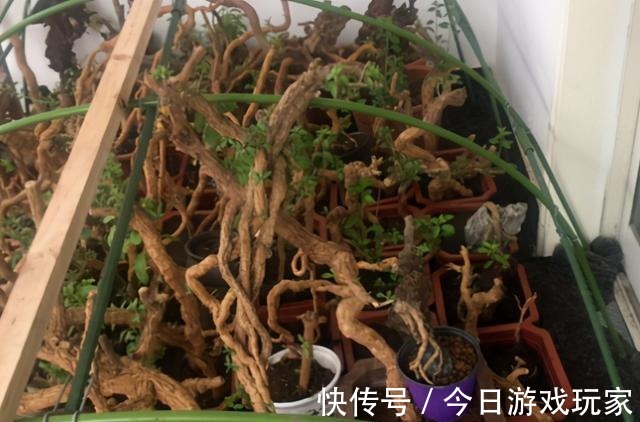 养花草不如养枸杞，平时当盆景观赏，结了果子还能食用！