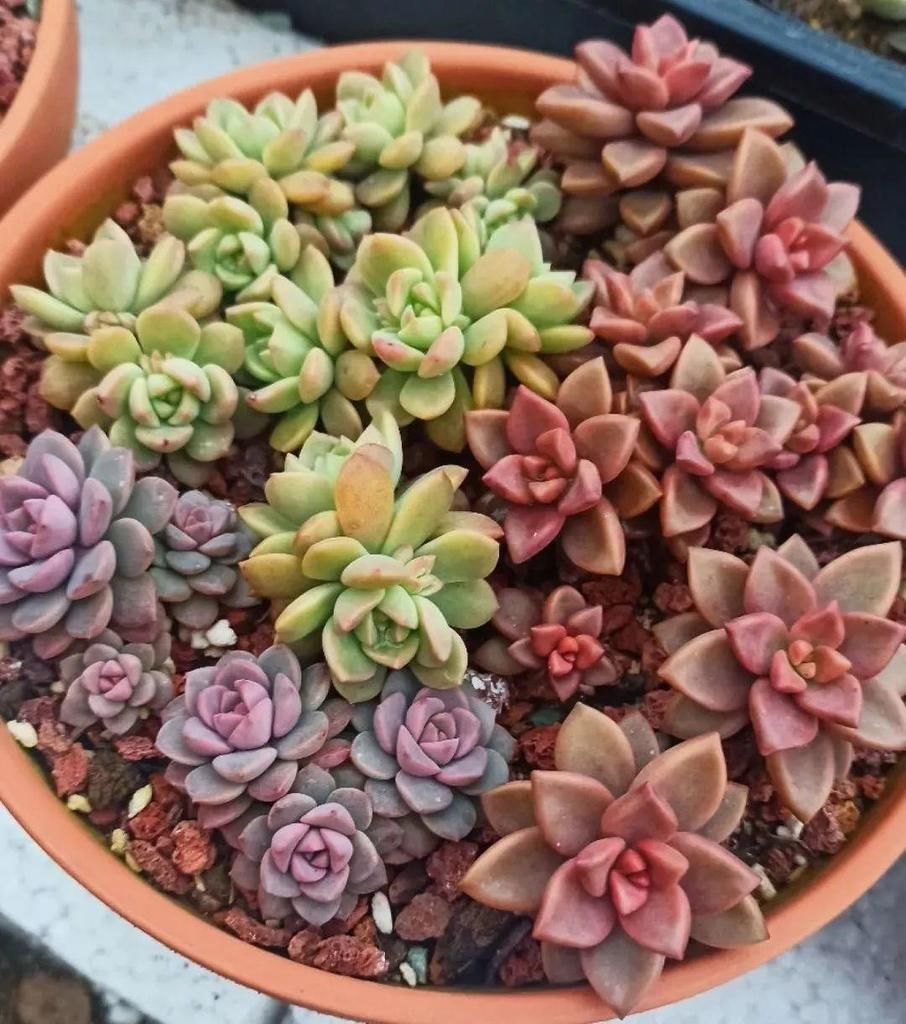 拼盘|多肉养在大盆里，就是豪横霸气，棵棵大得像白菜