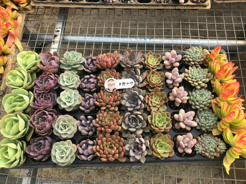 新品多肉大量到货，品种多状态美，你心动了吗？