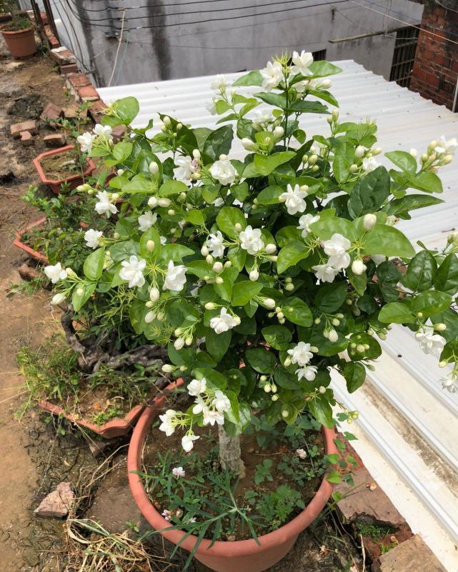 大水|3种漂亮花,都需要“大水,大肥,大太阳”,开花才会爆