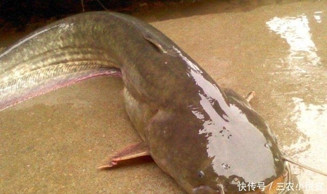最脏|它是全球最脏的鱼, 亩产量就高达2.5吨, 但是却无人敢吃