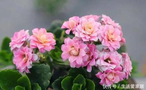 值得|12月养花选它,越冷开得越旺,丢阳台上就能开满盆,值得拥有!