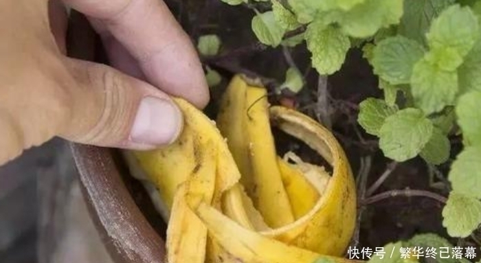 养什么花，都可以用“1斤香蕉皮”，能让叶子更油绿，开花爆满盆