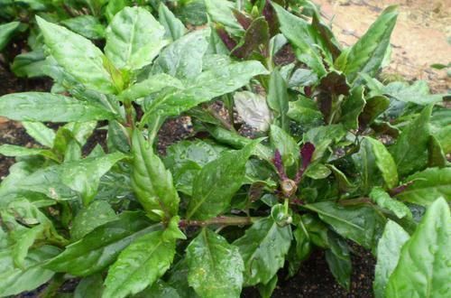 女性|女性担心老太快,可以多吃3种食物,排毒养颜,提高免疫力!