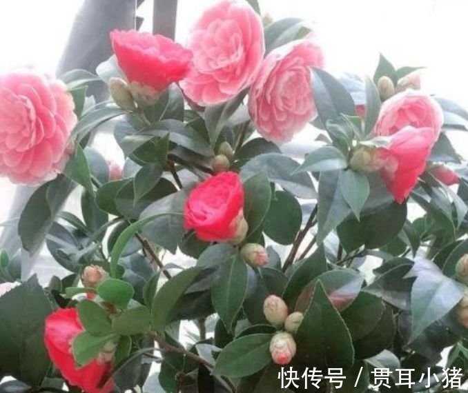 春夏秋冬|最适合新手养的4种花,沾土就能活,枝叶茂盛,四季开花