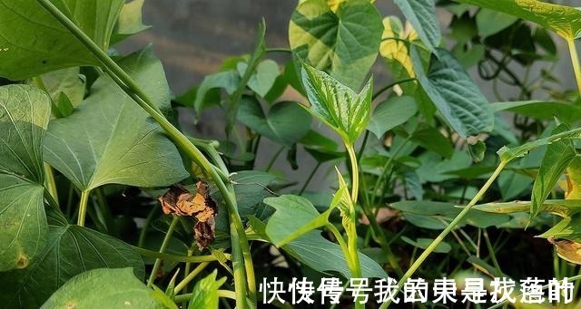 红薯叶煮鸡蛋，作用实在是太厉害了，省钱又实用，很多人都不知道！