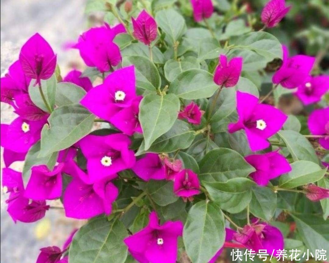 秋天|秋天让三角梅开花，只需给它做好这3点，开花又多又鲜艳