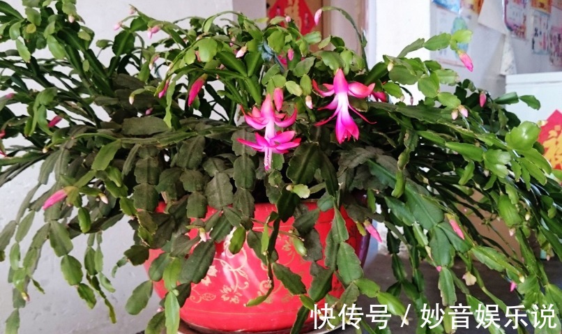 秋天养蟹爪兰,解决好这4件事,茎叶长得茂盛,开花格外漂亮