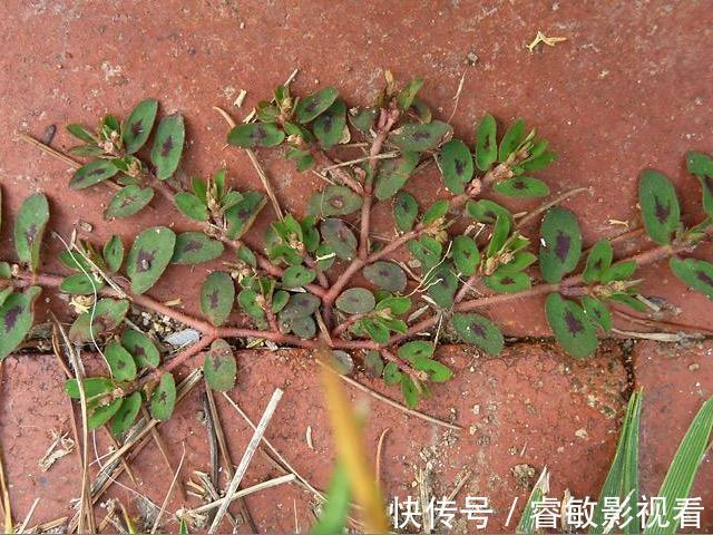 马齿笕|马齿笕的“孪生兄弟”,人称“血见愁”,止血不留疤,你见过吗?