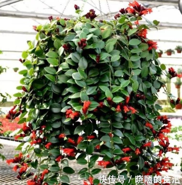 吊兰|此花超漂亮,沾土就活,开花又大又艳,高端大气上档次