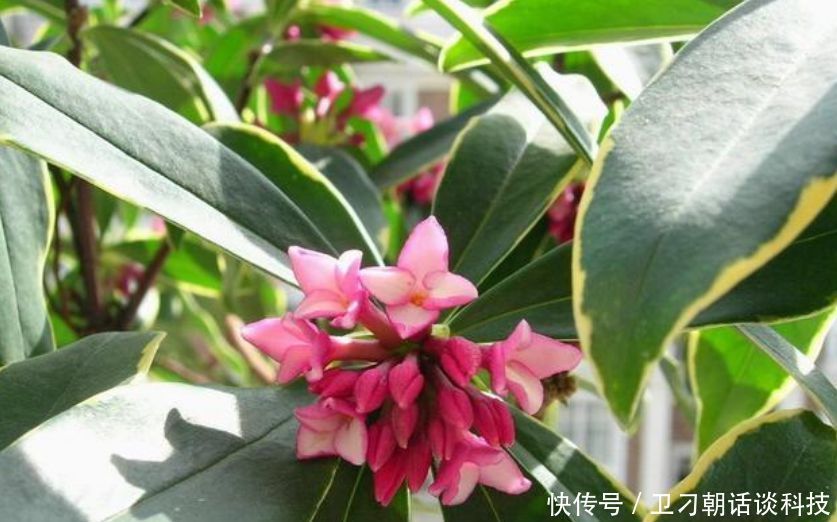 “4种花”非常适合养卧室,改善睡眠质量,一觉睡到天亮,还好养