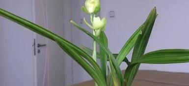 春到了建兰要想美,管理有技巧,大家来看看吧