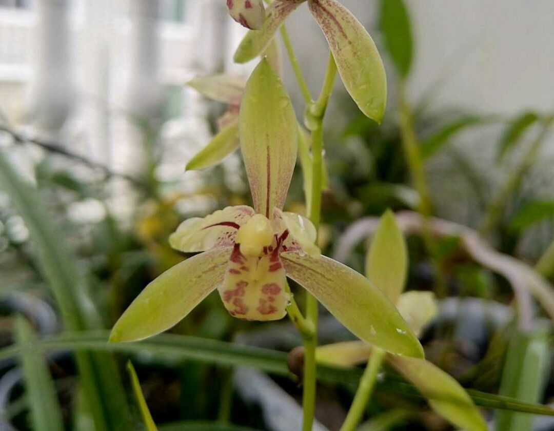 下山兰花上盆前根系怎么处理，下山兰花的上盆养根过程