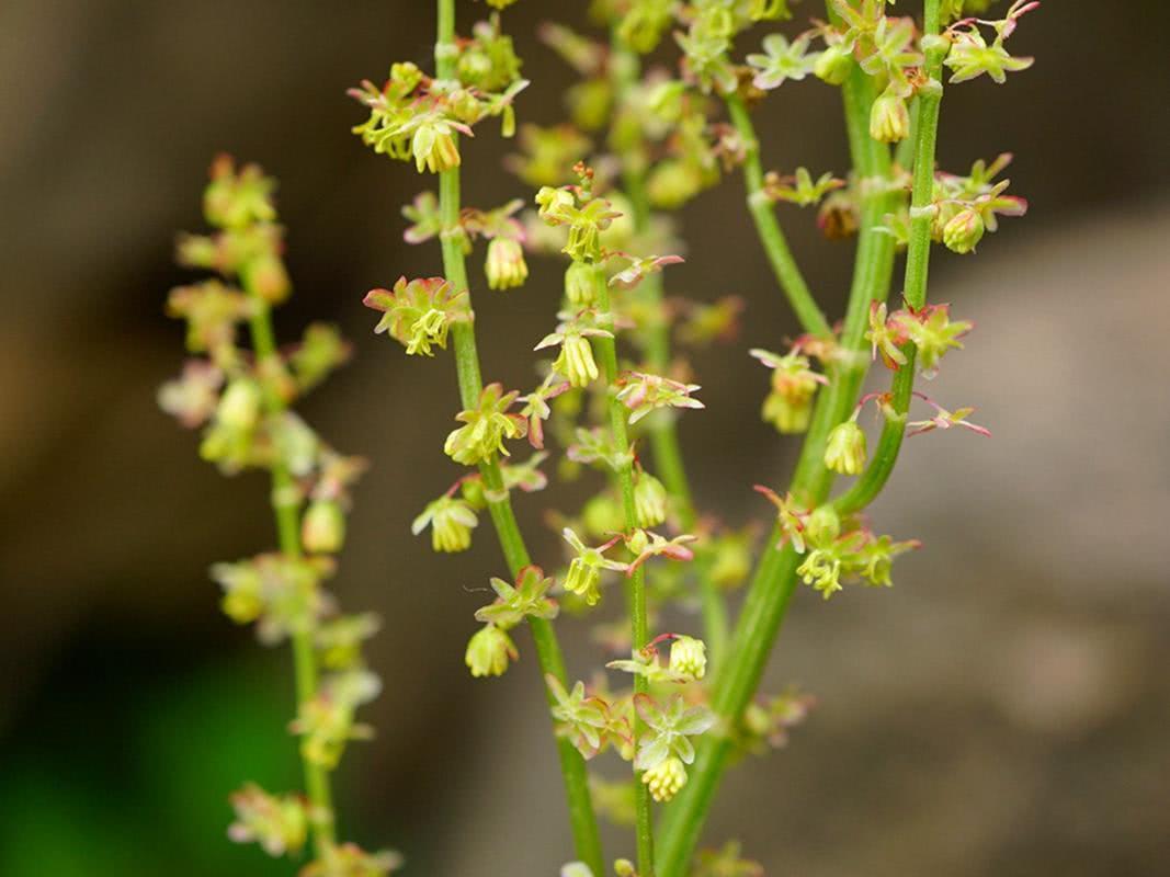 野草|农村一大害草,价值却很珍贵,曾是穷苦人的救命粮,治湿疹有特效