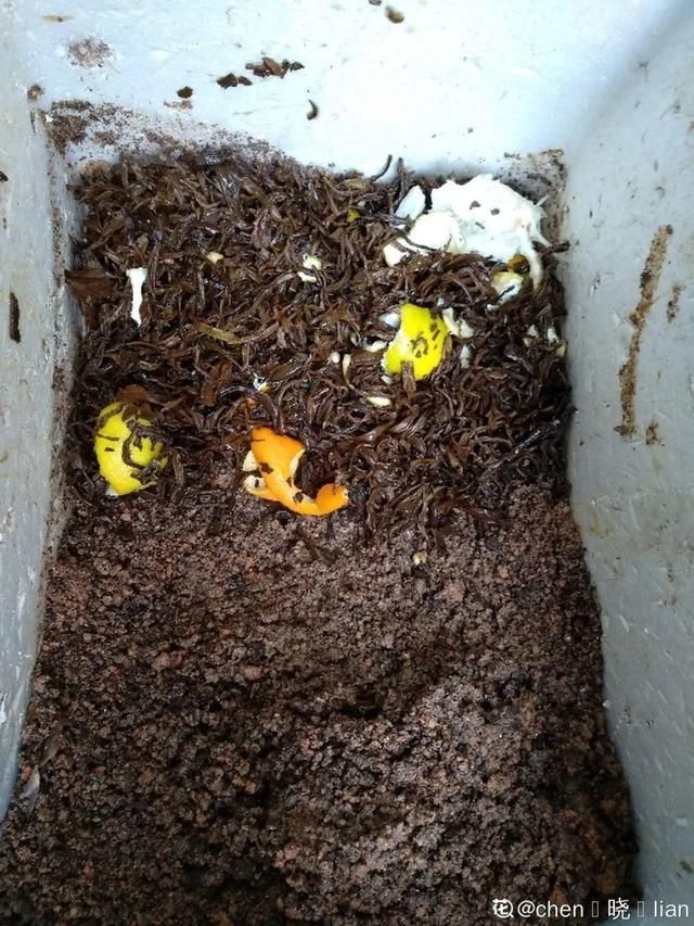 夏天养花,这3种事千万别做,否则黄叶又烂根