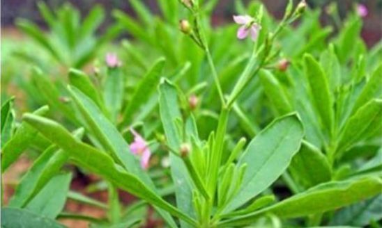 养颜|想长寿要先会吃，3种食物不可少，排毒养颜，身体棒棒哒！