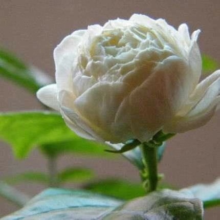 植株|绿萝再见了,1种“大花苞”茉莉,见土就活、开花多,比绿萝好养