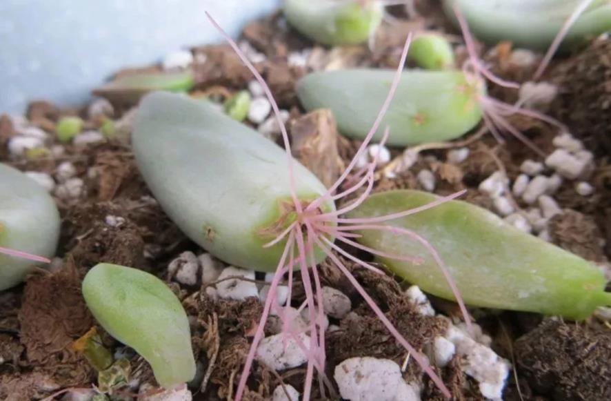 摘叶|总下雨，露天盆栽的多肉穿裙子了，砍头摘叶，扦插育苗可好？