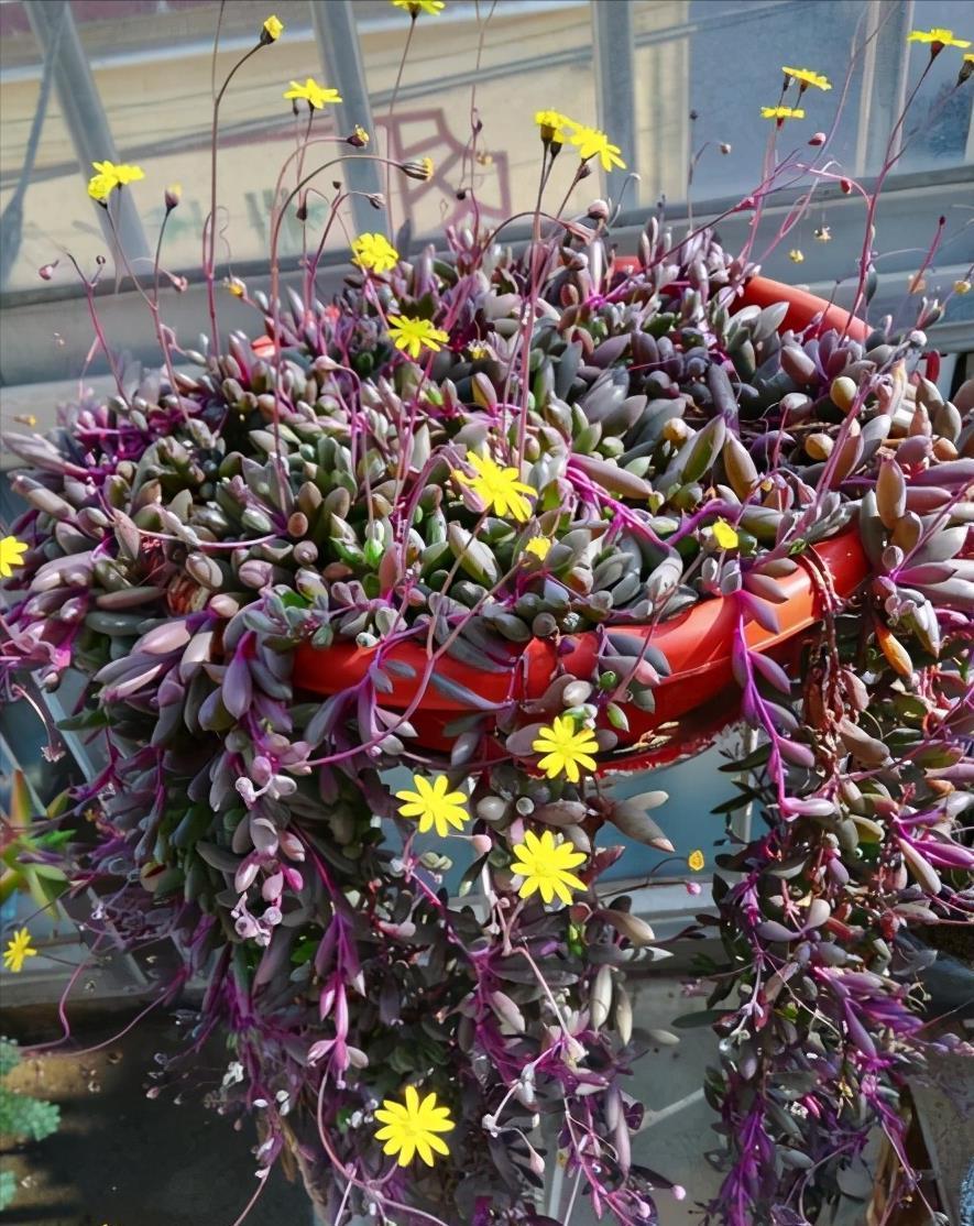 五种多肉,倒吊着,枝条流出花盆,一道“肉窗帘”