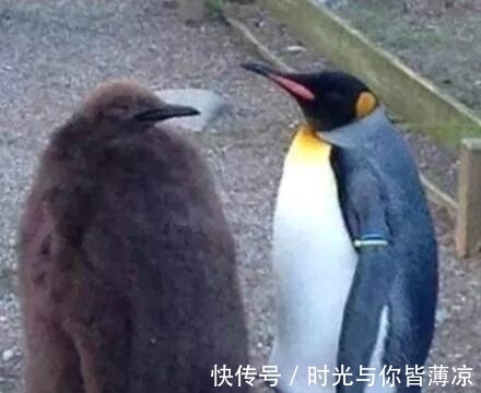 |搞笑图片幽默段子笑话:哈哈,两只企鹅外形上差距还蛮大的啊