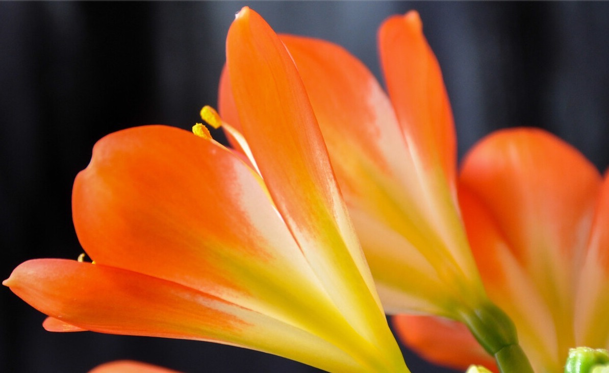 老大爷养君子兰,整整10年,仅靠4种窍门,从幼苗养成富贵花