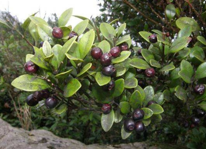 入药|立秋后,咳嗽不断,莫慌!此果当零食吃几颗,止咳平喘,早食早好