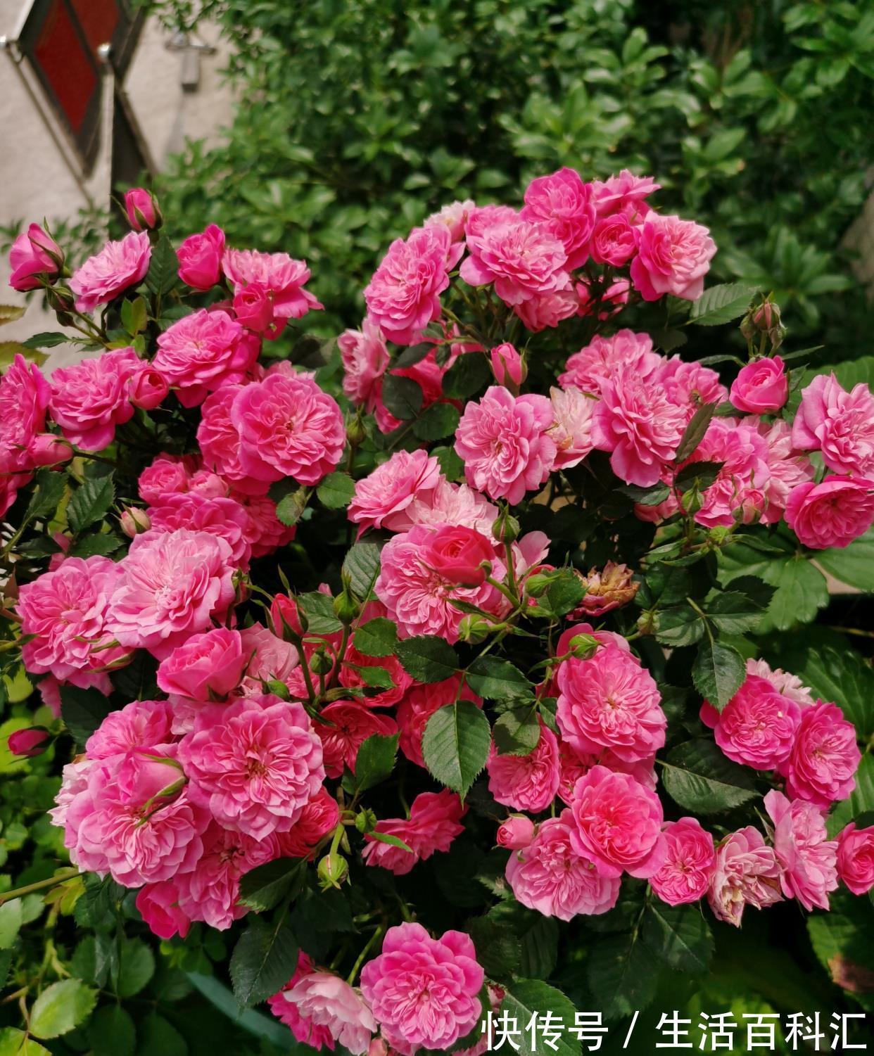 多季|微型月季花“心上人”,一树多色花,多季重复开,漂亮又好养!