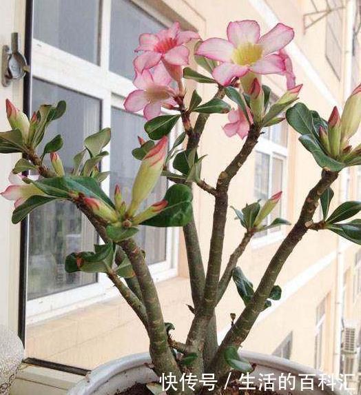 浇水|这四种绿植,十天半个月可以不浇水,爆芽、疯长到盆都装不下!