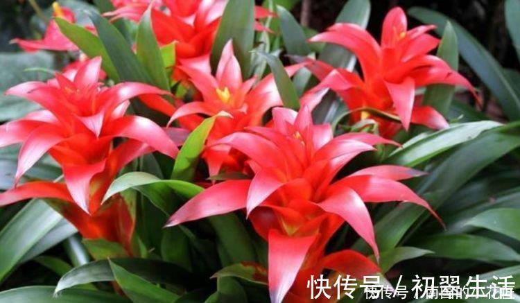 漂亮|5种花美的出奇,开花爆盆很简单,满树都是花朵,漂亮极了