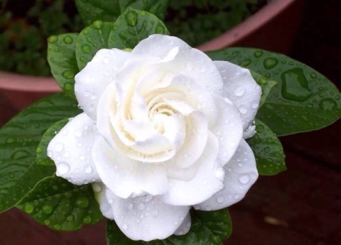 秋枝|栀子花三天两头黄叶,注意5点,叶子绿出油,花开拳头大!