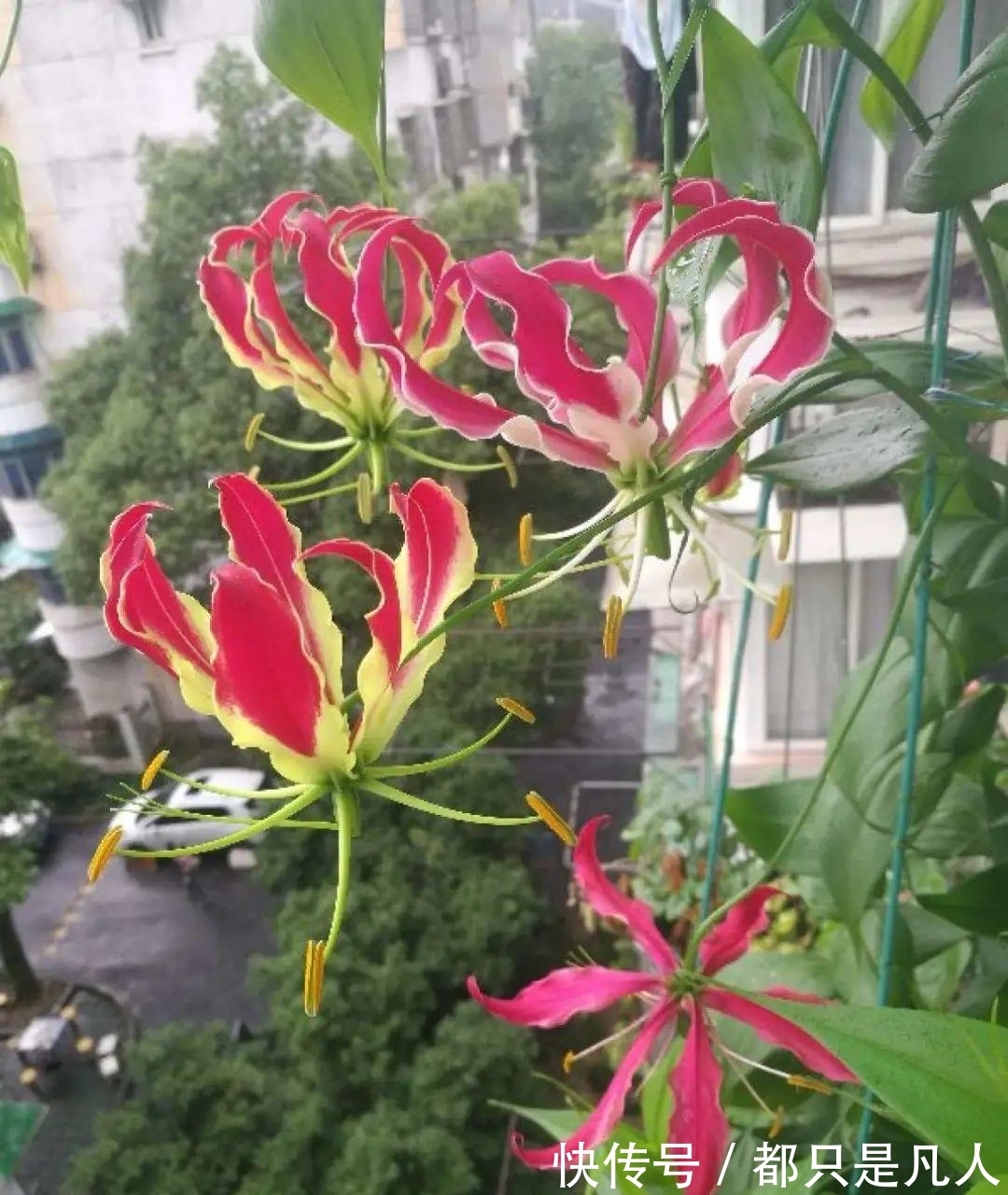 “寿命长”的10种花,寓意好,格调高,老人见了眉开眼笑!