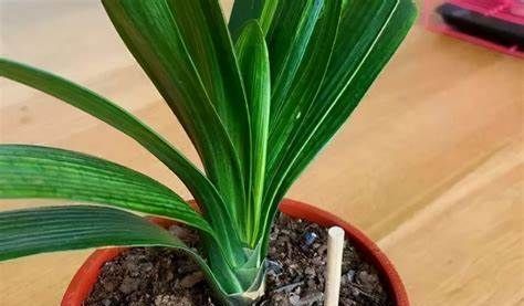 养花,盆内插有几根吸管,松脱透气花越长越漂亮