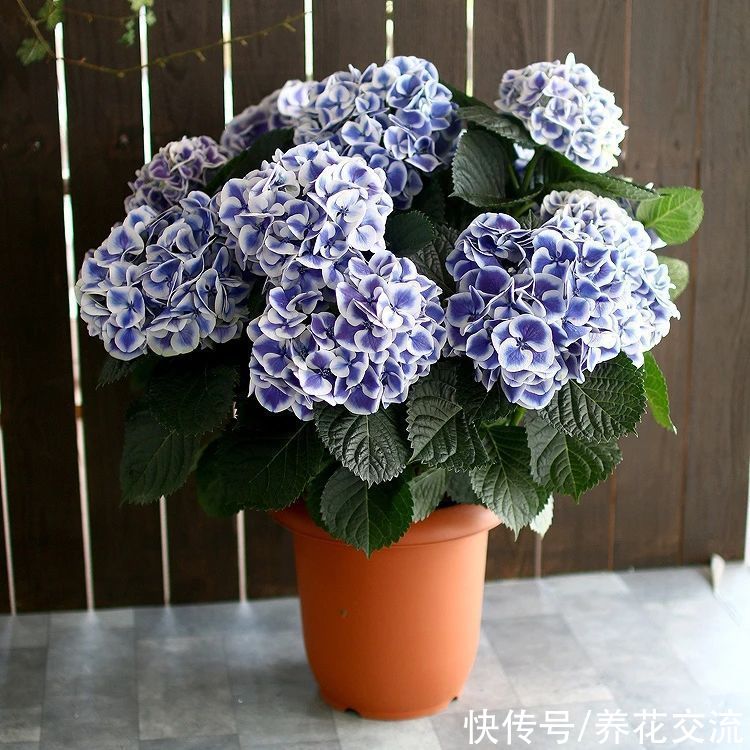 修剪|盆栽绣球花养护指南，教你如何养开花，怎么施肥和度夏