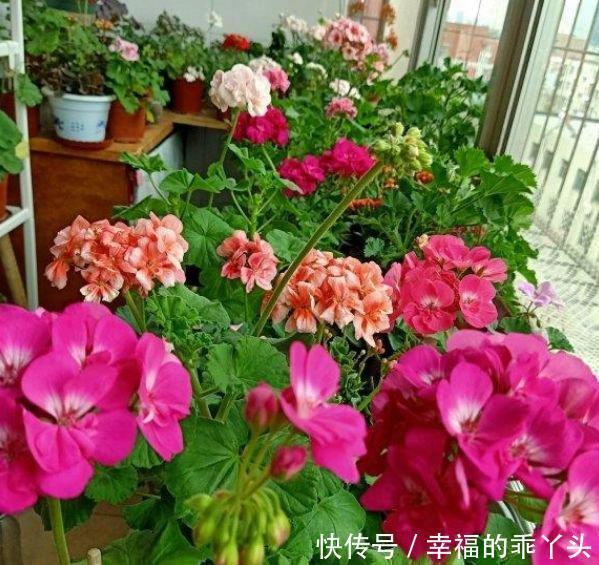  夏天养花，不妨养这3款花，花大色艳真漂亮，谁养谁上瘾