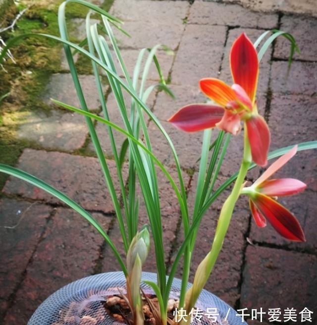 兰花|这种植物堪称“国兰第一红”，红艳而不俗，新手也能养好