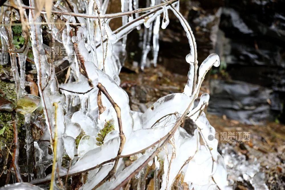 集体婚礼|【出彩市县】万鸟齐飞蔚为壮观