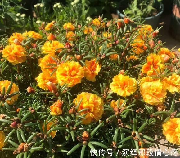 阳台再小也要养盆“它”,花开似牡丹,从春开到冬,四季有花赏!