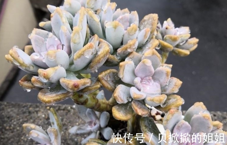 一棵长得很妖娆的多肉冬美人,是随它自然生长还是怎么处理好呢?