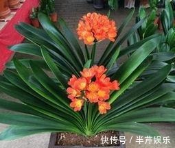 激素性|君子兰“开花”讲究大，好好催一催，接着冒花箭，花比拳头大