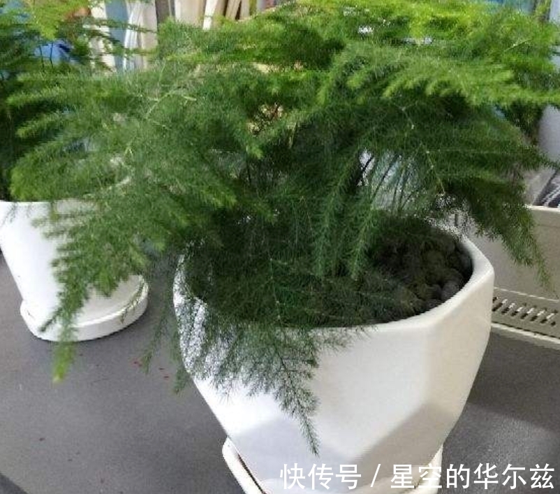 盆栽|文竹有“3爱3怕”,12月盆栽落实到位,枝叶翠绿粗壮