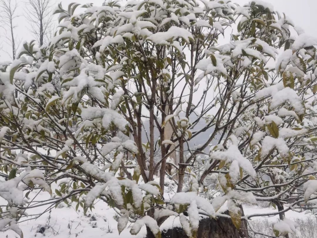 湖北雨雪“大部队”仍在路上，后半周气温将回升