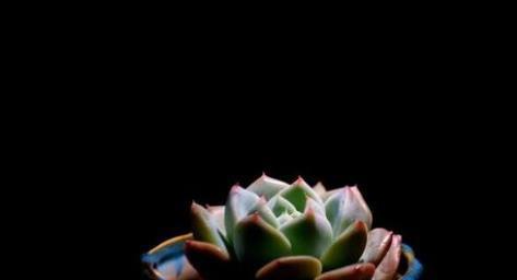 北方冬季多肉是隔着玻璃晒太阳好，多肉补光灯，到底有没有用？