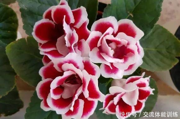 1种花每年开180天,叶子“剁碎”撒盆里,开花比牡丹还大气!