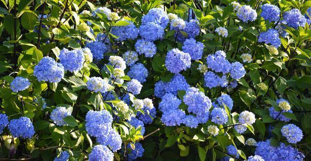 大丽花|五种花开花就变成“球”,好看好养还不挑地方,家里养一盆正合适