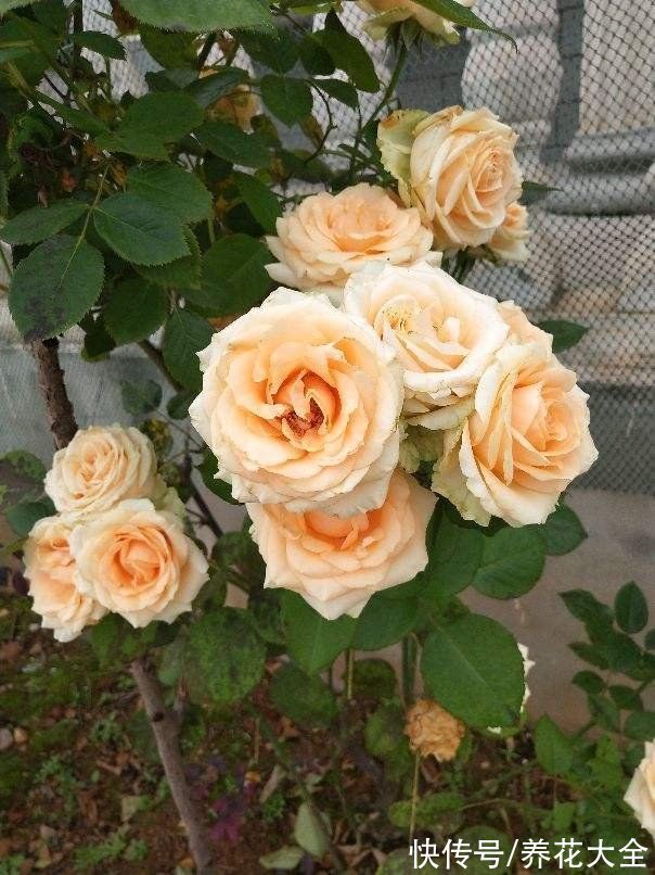 适合新手养的月季,花朵一个比一个大,花期还超长待机