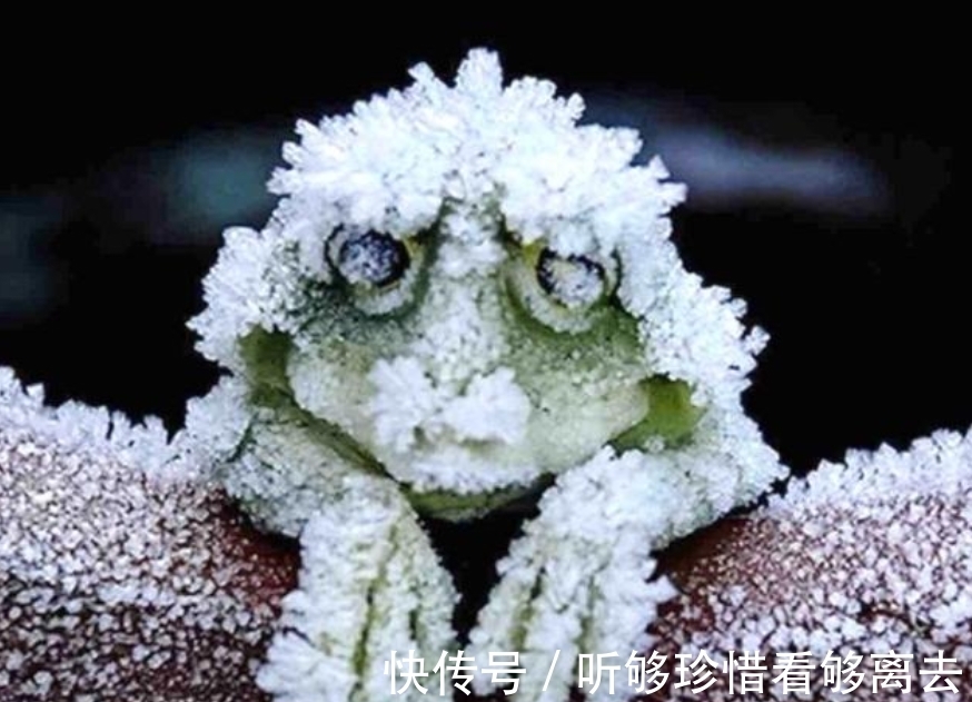 指纹|完全冻结的木蛙,与人类指纹几乎相同的考拉,你不知道的生物知识