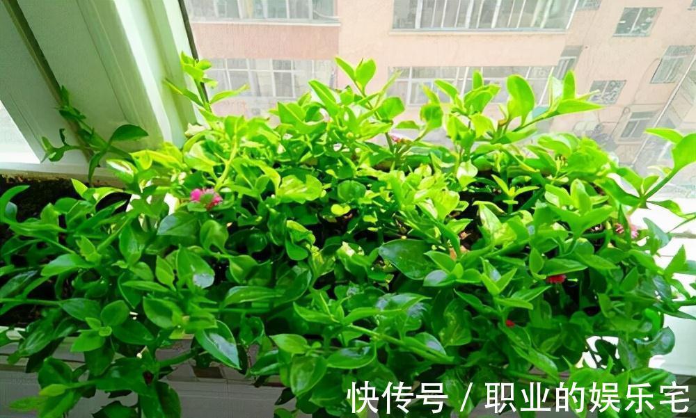 不易“养死”的13种花，独特有格调，好养又漂亮，新手养花首选