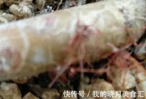 多肉长出气根怎么办,不妨将计就计,为根系打造备胎